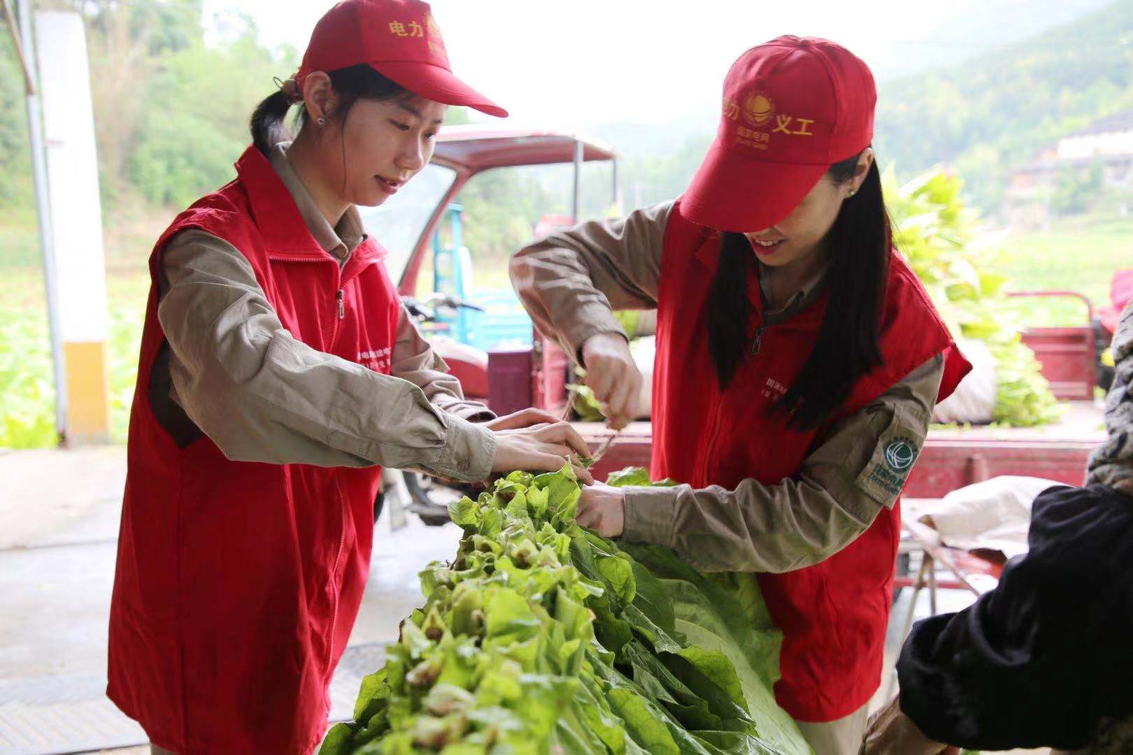 國網(wǎng)福建延平區(qū)供電公司：延伸優(yōu)質服務 助力煙農(nóng)增產(chǎn)增收