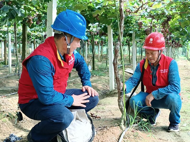 國網(wǎng)靖安縣供電公司： 電“靚”果甜樂農家
