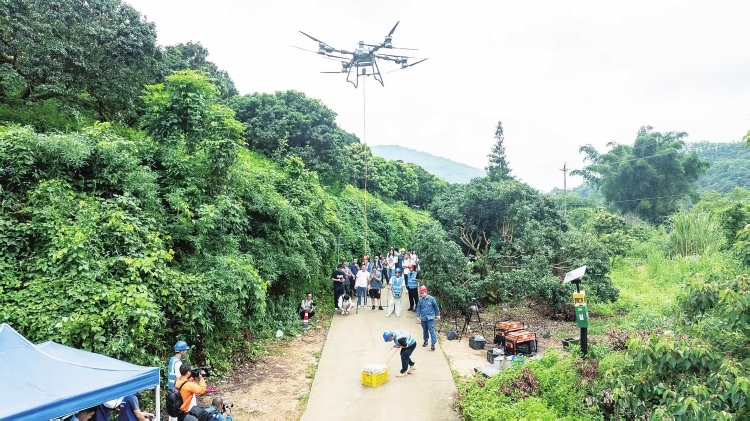 電網無人機為廣州從化農戶守住荔枝收益